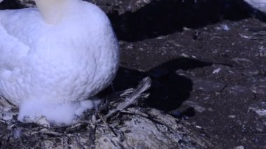 Morus bassanus, Scotlandadults ve kızlar, gannet, gannetry, kafa, genç