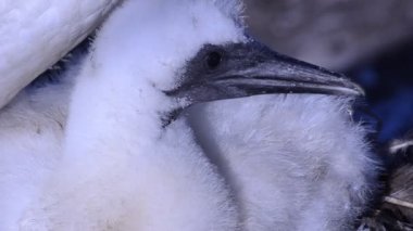 Morus bassanus, Scotlandadults ve kızlar, gannet, gannetry, kafa, genç
