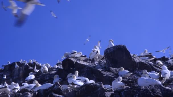 Bílých Morus bassanus, pelicaniformi, pták, cliff, bass rock, edimburgh, gannetry, — Stock video