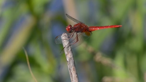 Sympetrum sanguineum, odonata, dragonfly, — Stockvideo