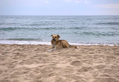 Yalnız köpek denizin arka planında kumlara uzanmış sahibini bekliyor.