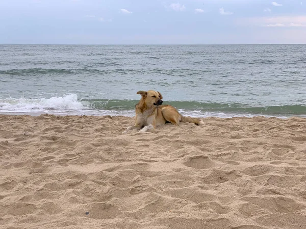 Lonely dog on sea coast waits for owner squinting his eyes
