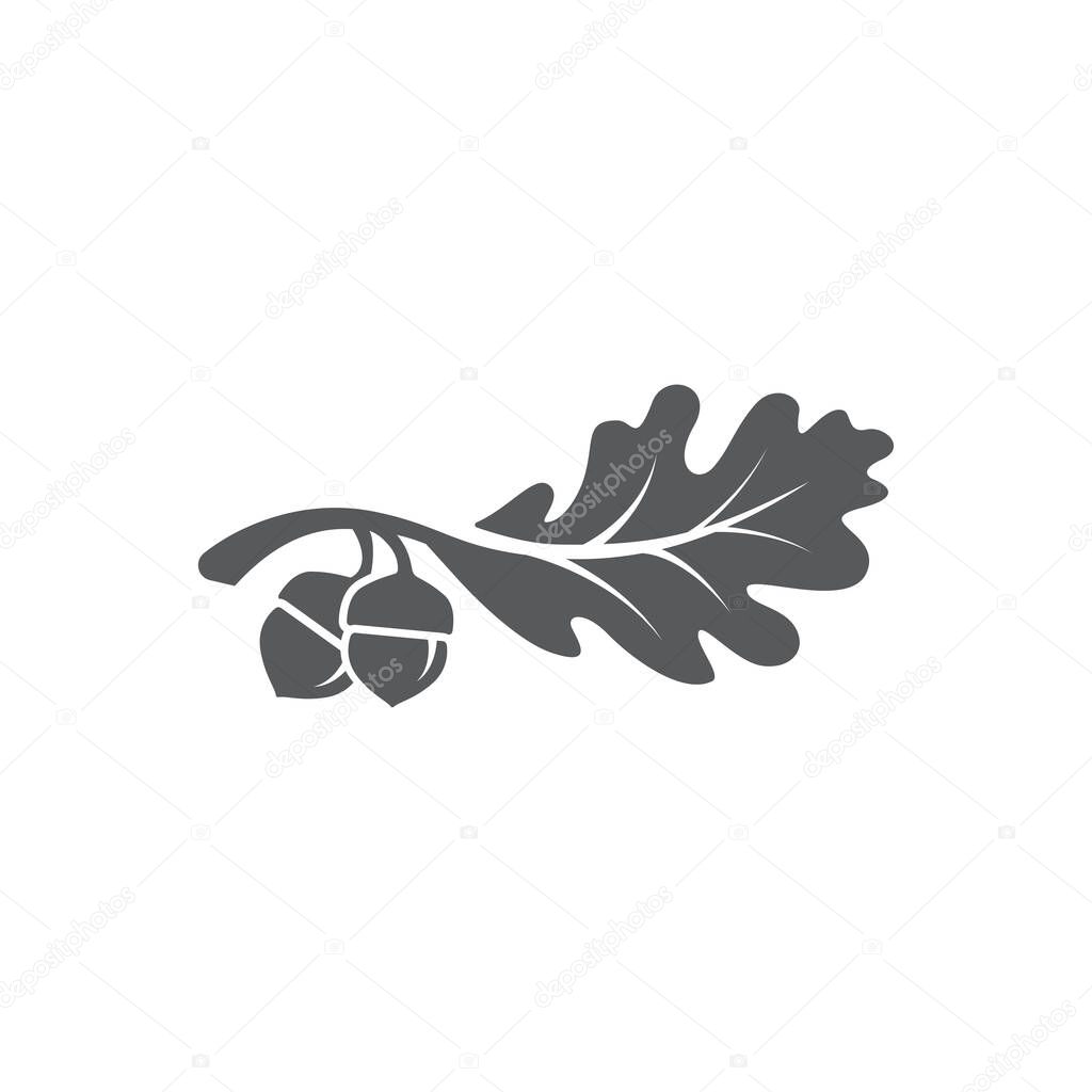 Oak leaf logo design template. Oak leaf with acorns graphic vector. Vector illustration