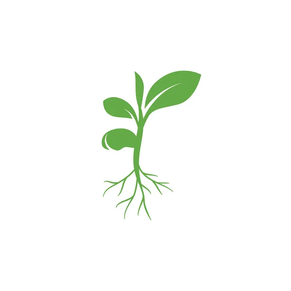 Sprout Eco Logo Icoon Groen Blad Zaailing Pictogram Symbool Groeiende — Stockvector