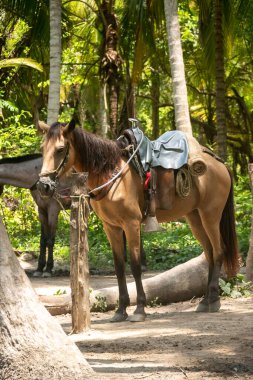 Üzgün At, Kolombiya 'nın Tayrona Park Yolunda Sırtında Turistleri Taşımak İçin Sırtında Sömürüldü