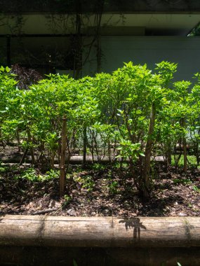 Basil (Ocimum bazilicum), ayrıca Büyük Basil olarak da adlandırılır.