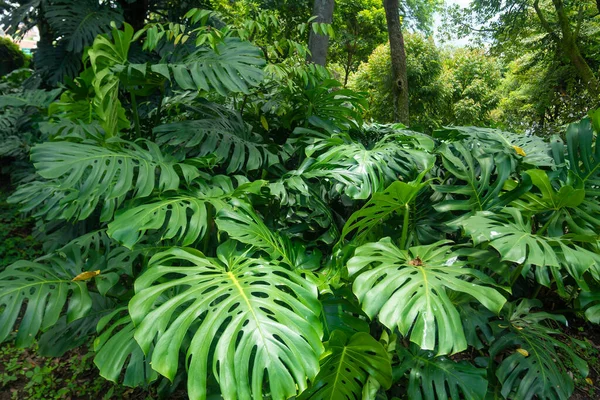 园中的瑞士奶酪植物 Monstera Deliciosa 是一种叶子上有许多孔洞的植物 — 图库照片