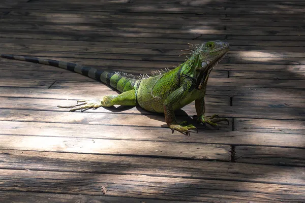 Green Iguana Iguana Iguana Velká Býložravá Ještěrka Stojí Dřevěné Hrázi — Stock fotografie