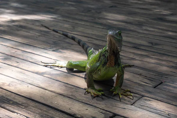 Πράσινο Ιγκουάνα Iguana Iguana Μεγάλο Φυτοφάγος Σαύρας Στέκεται Μια Ξύλινη — Φωτογραφία Αρχείου