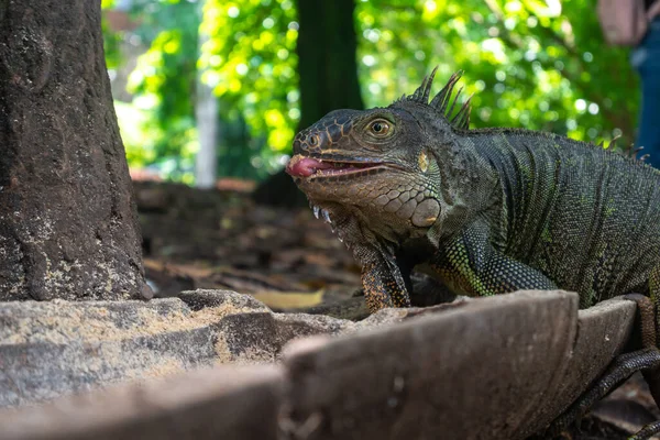 Grüner Leguan Große Pflanzenfressende Eidechse Ernährt Sich Botanischen Garten Medellin — Stockfoto