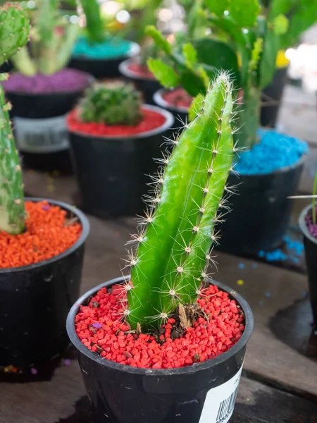 Night Blooming Cereus Known Barbed Wire Cactus Sword Pear Dildo — Stockfoto