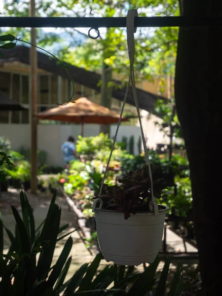 Hanging Plant in the Shade in a Garden in Medellin, Colombia