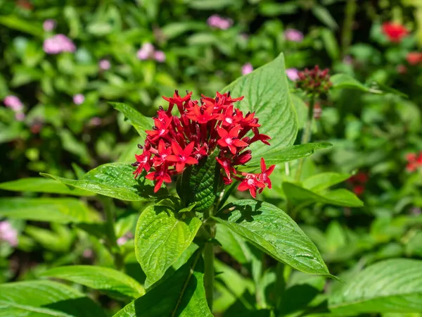 Pentas Lanceolata Commonly Known Egyptian Starcluster Bunch Small Red Flowers — Stock Photo, Image