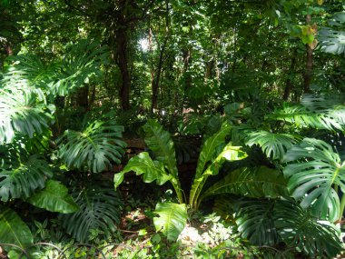 İsviçre Peynir Bitkisi (Monstera deliciosa) diğer ağaç ve bitkilerle birlikte Bahçede