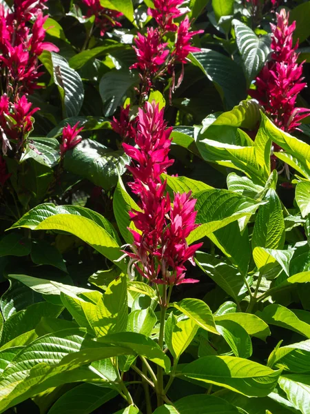 Gingembre Rouge Également Appelé Plume Autruche Gingembre Cône Rose Alpinia — Photo