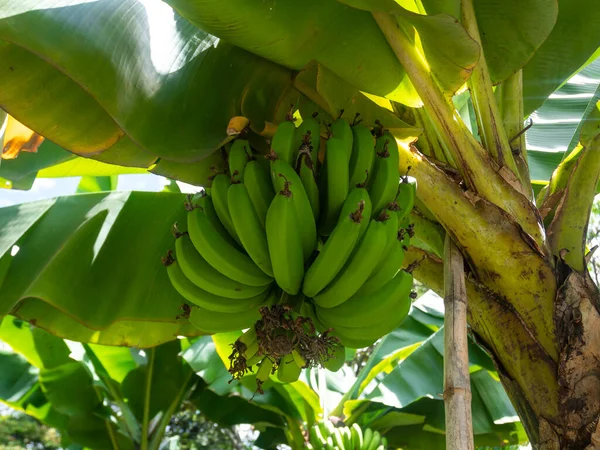 Stos Bananów Gałęzi Drzew Sadzie Słoneczny Dzień Medellin Kolumbia — Zdjęcie stockowe