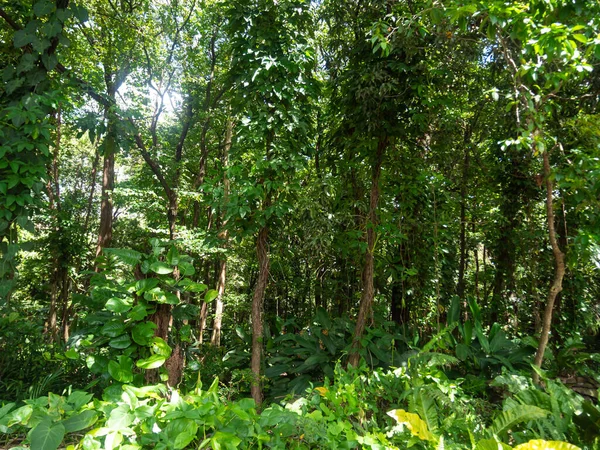 哥伦比亚麦德林一个阳光灿烂的日子里的树木和植物 — 图库照片