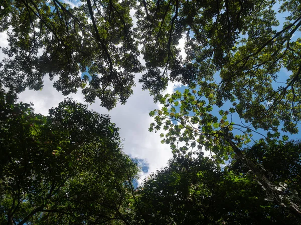 コロンビアのメデリンでの晴れた日の木と植物 — ストック写真