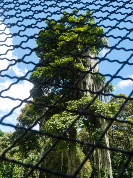 哥伦比亚麦德林一个阳光灿烂的日子里的树木和植物 — 图库照片