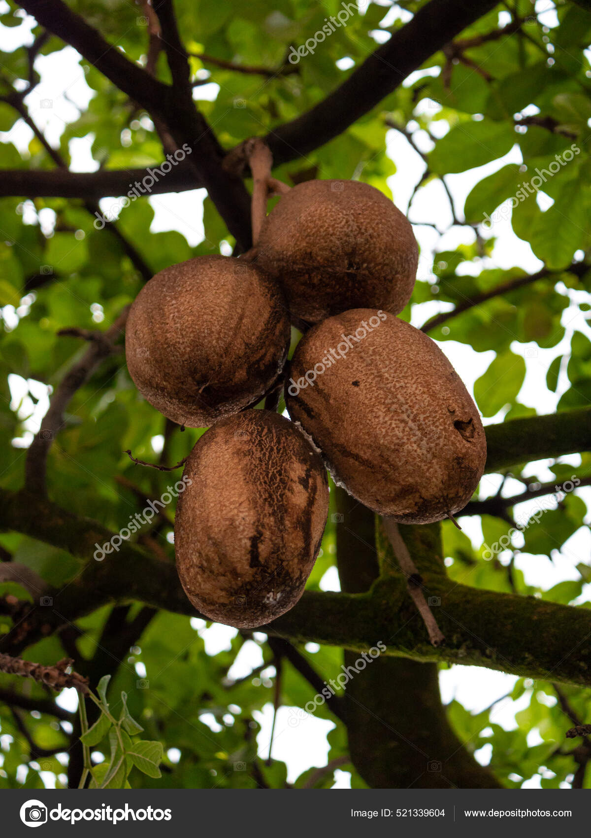 L.j.e hanging tree