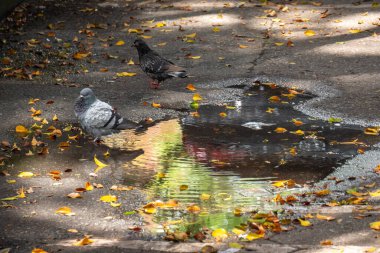 Columbidae familyasından güvercin, kuş türleri (Columbiformes siparişi) Asphalt 'da durmaktadır.