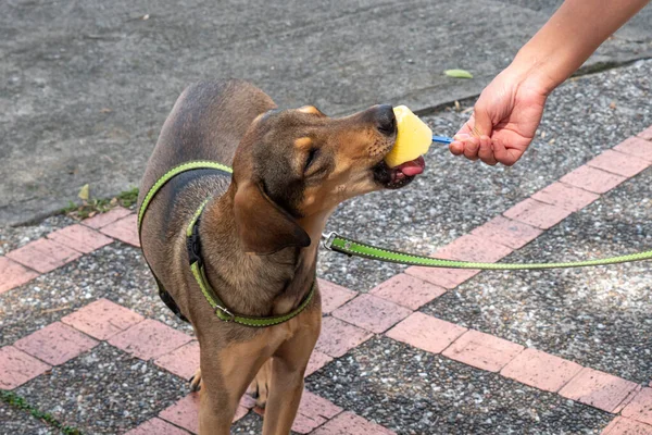 小径上可爱的棕色小狗 狗食冰淇淋 — 图库照片