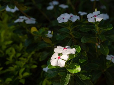 Cape Periwinkle (Catharanthus roseus), yaygın olarak Parlak Göz, Mezarlık Bitkisi, Madagaskar Periwinkle, Yaşlı Kız kurusu olarak bilinir. Medellin, Kolombiya 'da Pembe Botton Bahçesinde Beyaz Çiçekler