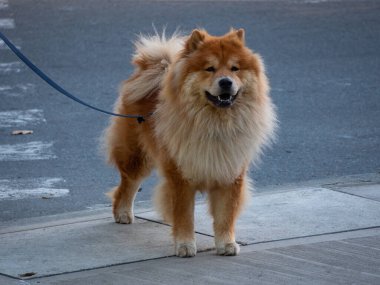 Köpek Chow, aslen Kuzey Çin 'den, Medellin, Kolombiya' daki kaldırımda duruyor.