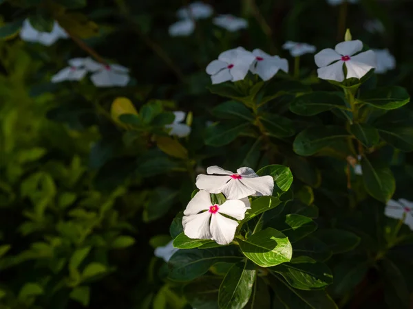 Cape Periwinkle Catharanthus Roseus Commonly Known Bright Eyes Graveyard Plant — Stock Photo, Image