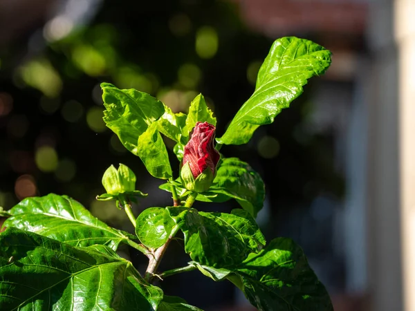 Çin Gülü Olarak Bilinen Hibiscus Hawaii Hibiscus Rose Mallow Shoeblackplant — Stok fotoğraf