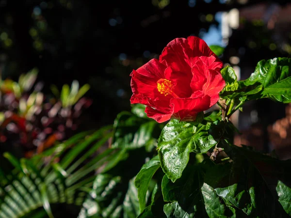 Čínský Ibišek Známý Jako China Rose Hawaiian Hibiscus Rose Mallow — Stock fotografie