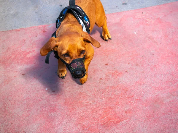 Little Mongrel Mixed Dog Wearing Muzzle Street — Foto de Stock