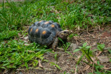 Red-Footed Tortoise (Chelonoidis Carbonarius) a Species from Northern South America Walking on the Grass