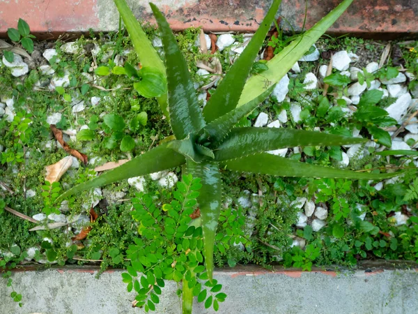 Aloe Vera Una Planta Verde Con Hojas Grandes Jardín —  Fotos de Stock