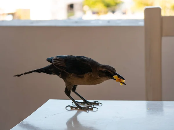 เกร กเก หางยาวหร อเกร กเก ลเม Quiscalus Mexicanus นกส าตาลต — ภาพถ่ายสต็อก