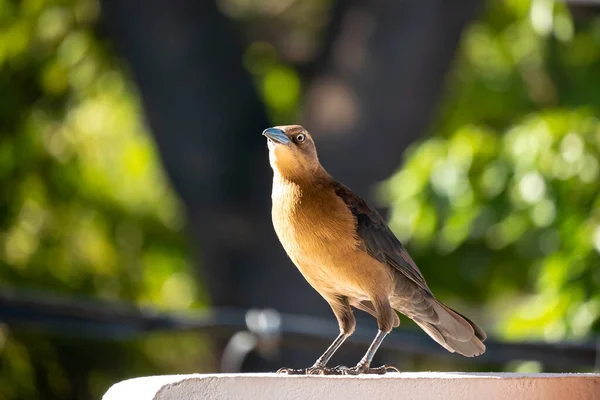 Great Tailed Grackle Mexican Grackle Quiscalus Mexicanus Female Brown Bird — Stock Photo, Image