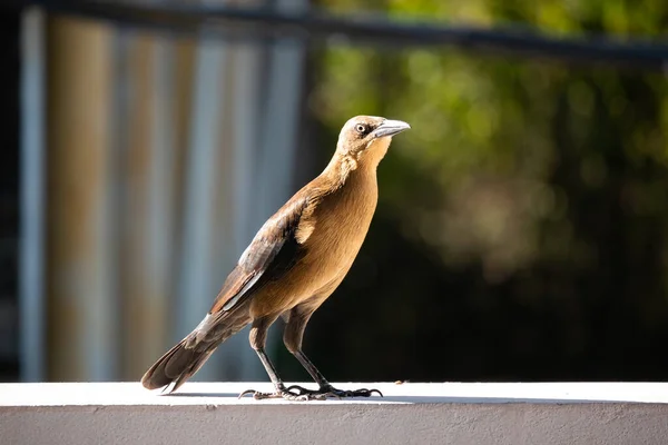 Great Tailed Grackle Mexican Grackle Quiscalus Mexicanus Female Brown Bird — Foto Stock
