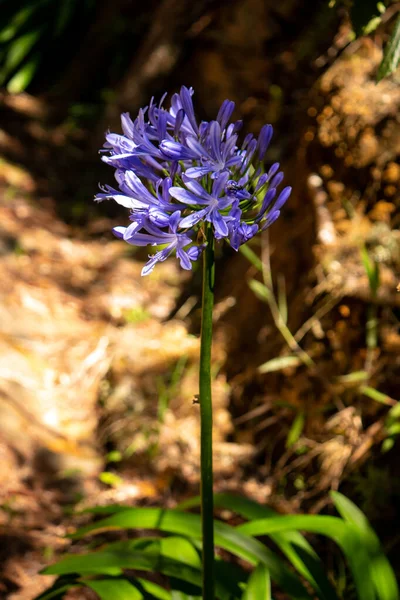 Agapanthoideae Flower Lilac Petals Arvi Park Colombia — Stock Photo, Image