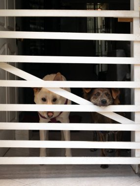 Sarışın bir Alman çoban köpeği ve melez bir köpek Beyaz Çitin İçinden İzleme Evi 'ne kilitlenir.