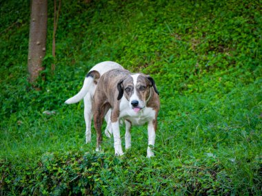 Kahverengi ve Beyaz Melez Köpek Bahçede Diğer Köpeklerle Oynuyor