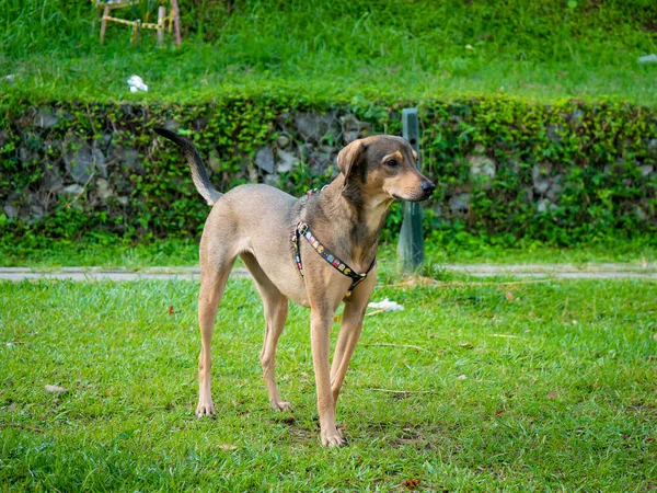 Happy Mongrel Dog Playing Green Garden Medellin Colombia — Stock Photo, Image