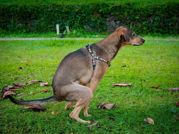 Perro Mestizo Marrón Está Cagando Jardín Medellín Colombia —  Fotos de Stock