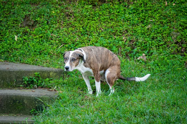 Brown White Mongrel Dog Pooping Garden Looking Camera — Stock Photo, Image