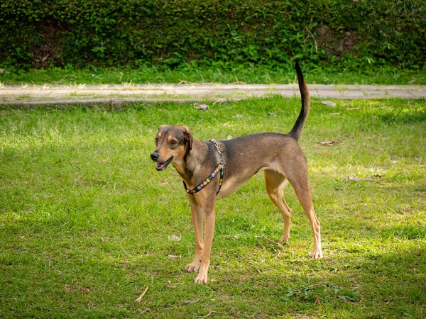 Happy Mongrel Dog Jouant Dans Jardin Vert Medellin Colombie — Photo