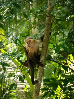 Panama Beyaz Yüzlü Capuchin (Cebus imitator), Panama ya da Orta Amerika Beyaz Başlıklı Capuchin olarak da bilinir.