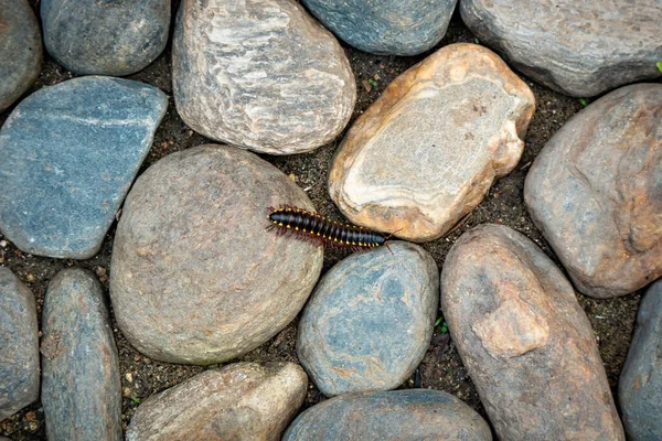 长Flange Millipede Orthomorpha Coarctata或Asiomorpha Coarctata 在石中漫步 — 图库照片