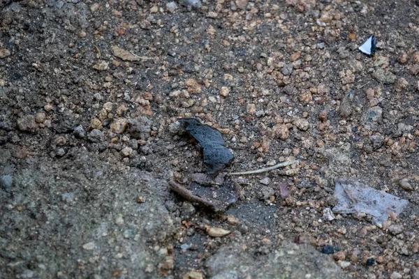 Mariposa Oscura Que Está Encaramada Suelo —  Fotos de Stock