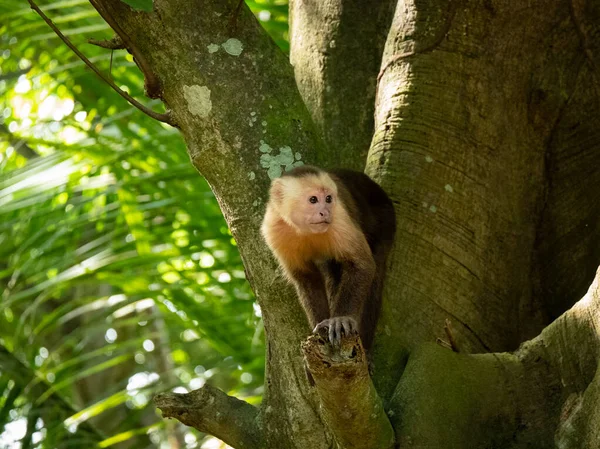 Capuchinho Rosto Branco Panamenho Imitador Cebus Também Conhecido Como Capuchinho — Fotografia de Stock