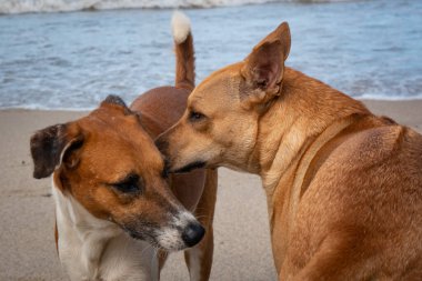 Kahverengi Köpek, Kolombiya, La Guajira 'daki Palomino Sahili' nde başka bir Beyaz ve Kahverengi Melez Köpeğe Dedikodu anlatıyor.