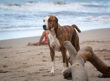 Kolombiya, La Guajira 'daki Palomino Kumsalında Beyaz ve Kahverengi Melez Köpek Yürüyüşü